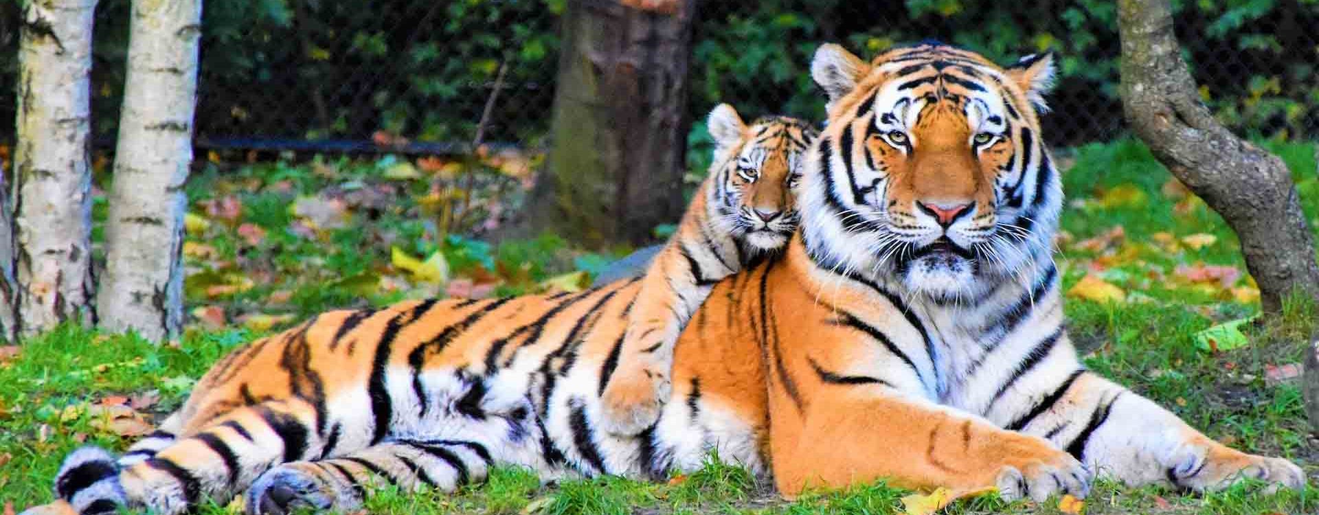 1679659257tigers